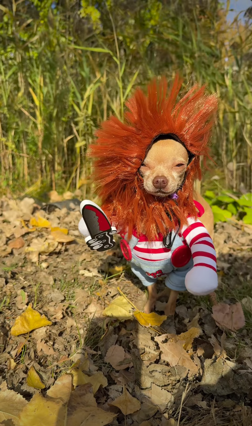 Turn your pup into the most adorable little troublemaker.